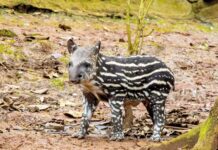 Filhote de anta nasce no Simba Safari e pode ser visto pelos visitantes