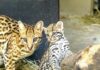 Filhote de casal de jaguatiricas resgatadas nasce no Zoo SP e já pode ser vista pelo público