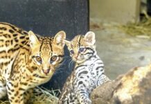 Filhote de casal de jaguatiricas resgatadas nasce no Zoo SP e já pode ser vista pelo público