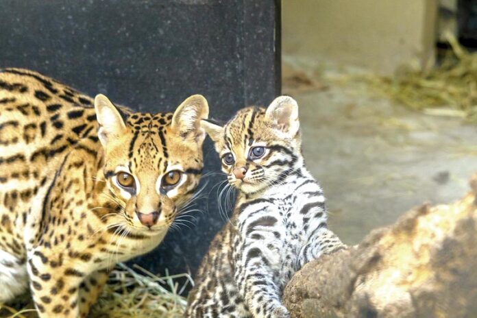 Filhotes-de-casal-de-jaguatiricaOK