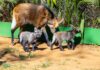 Zoo de São Paulo apresenta trio de filhotes de lobo-guará