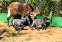 Zoo de São Paulo apresenta trio de filhotes de lobo-guará