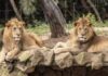 Contato com a natureza marca roteiro de férias no Zoo São Paulo, Simba Safari e Jardim Botânico