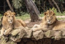 Contato com a natureza marca roteiro de férias no Zoo São Paulo, Simba Safari e Jardim Botânico