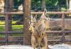 Zoológico ganha cangurus-vermelhos no mês em que completa 68 anos