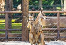 Zoológico ganha cangurus-vermelhos no mês em que completa 68 anos