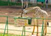 Zoo comemora primeiro aniversário de Melman com festa especial para visitantes