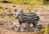 Filhote de anta nasce no Simba Safari e pode ser visto pelos visitantes