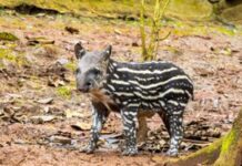 Filhote de anta nasce no Simba Safari e pode ser visto pelos visitantes