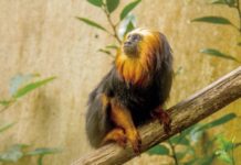 Zoológico e Jardim Botânico oferecem programação especial de educação ambiental